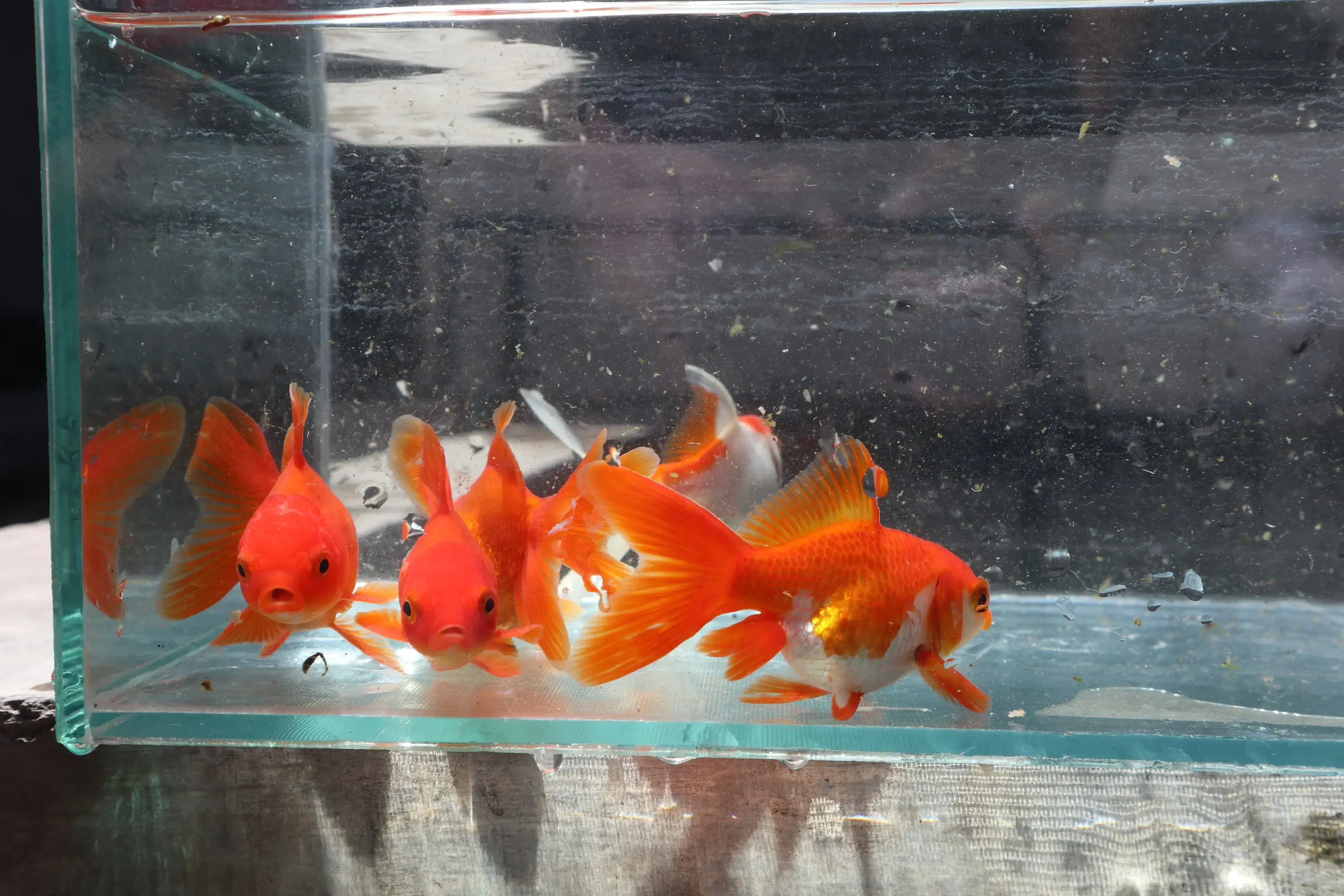 Goldfish Product