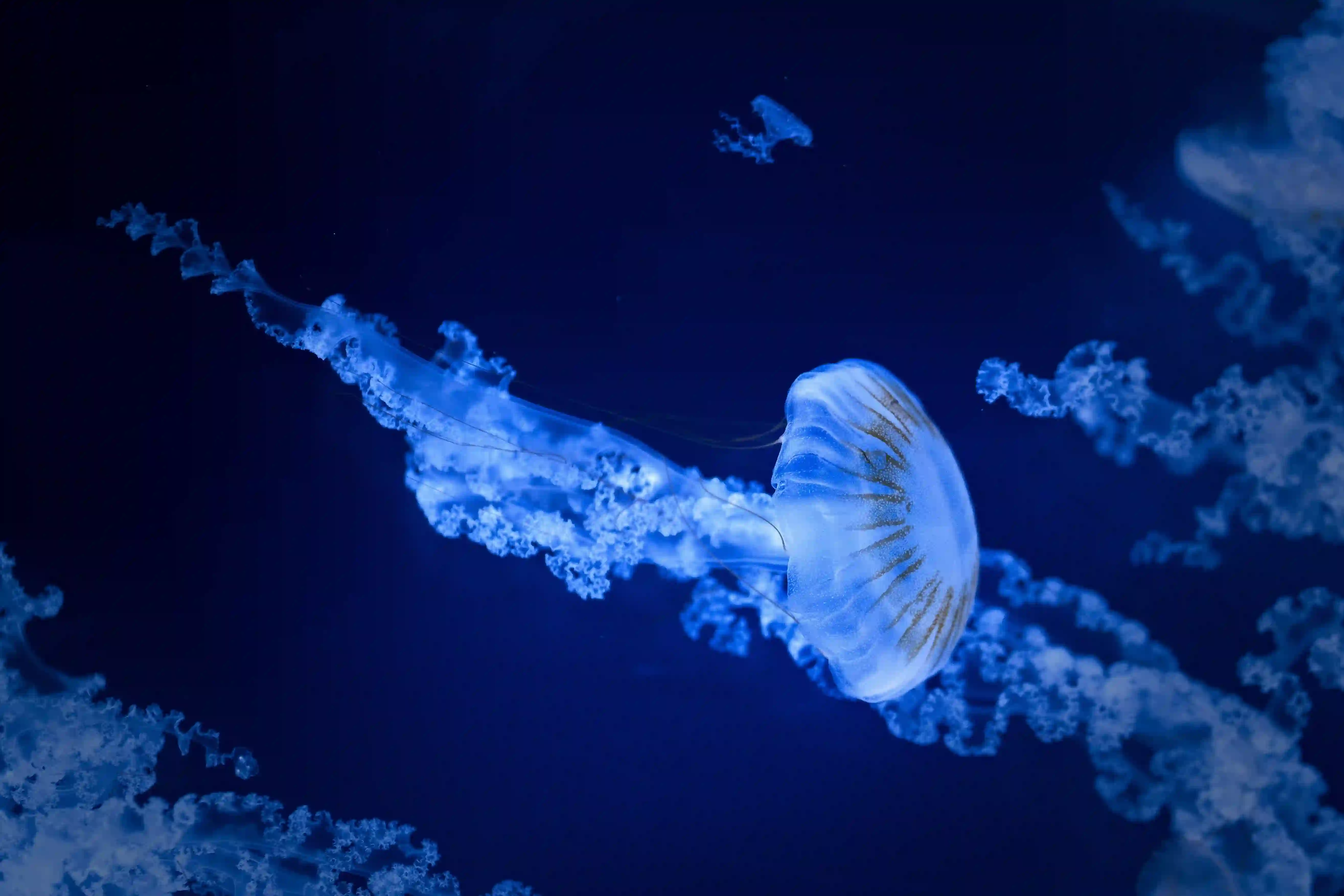 Background image of a jellyfish